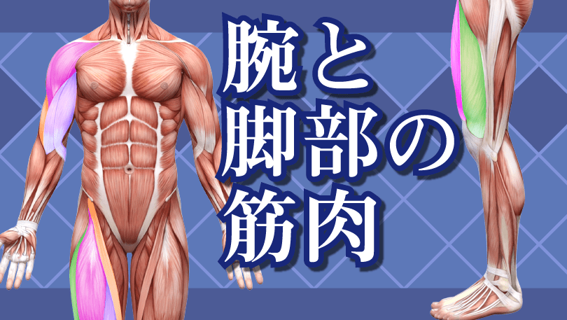 体の筋肉コース 第3回 腕と脚部の筋肉 Sensei By Pixiv