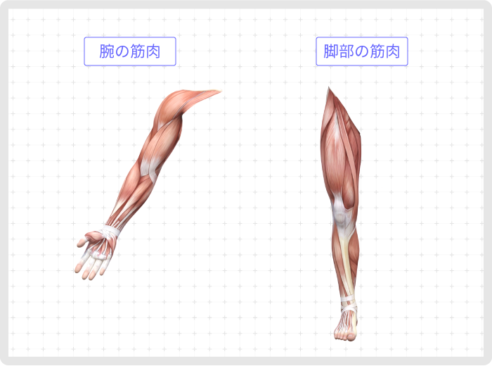 体の筋肉コース 第3回 腕と脚部の筋肉 Sensei By Pixiv