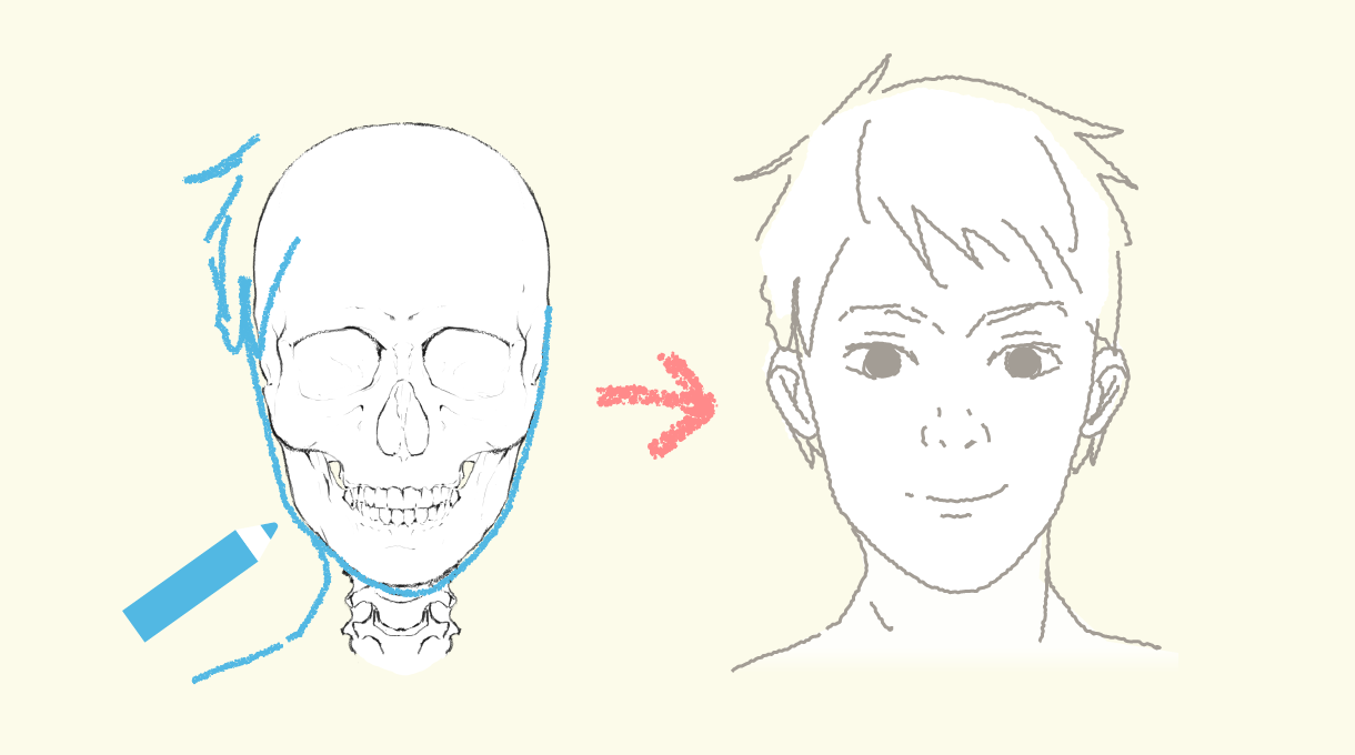 顔の基礎コース 第5回 顔の骨格を考える Sensei By Pixiv